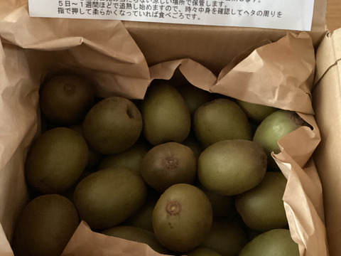 希少品種のキウイフルーツ🥝『レッドキウイ』Mサイズ（2kg）