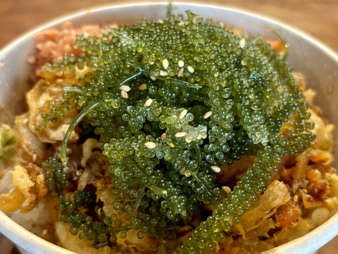 MOBACO育ちの海ぶどう
『大正SEA GRAPES』500g(250g×2パック)