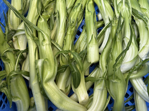 プンタレッラ / puntarella バラの蕾1kg