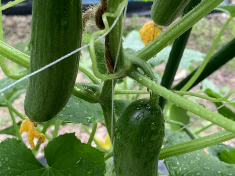 ベリーさん”の【ミニQ】パリッと食感のミニきゅうり 約1kg：愛知県産の