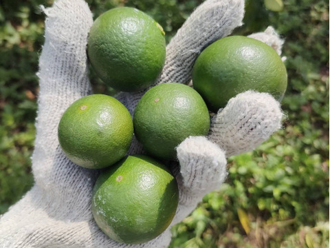 【青い高根島みかん】10月の摘果みかん【2kg】