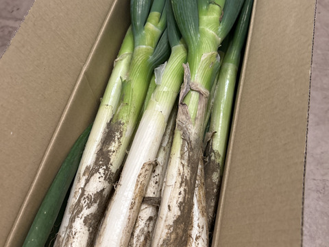 🚨霜に当たり甘さの増した【至福の極甘ネギ❗️❗️】✅🎁人気NO.1✅🎁M／L混合【4本増量❗ 】22本<3kg>❗3,000円→980円❗️❗️ ✨信州産✨【特別栽培】✨【無消毒栽培】