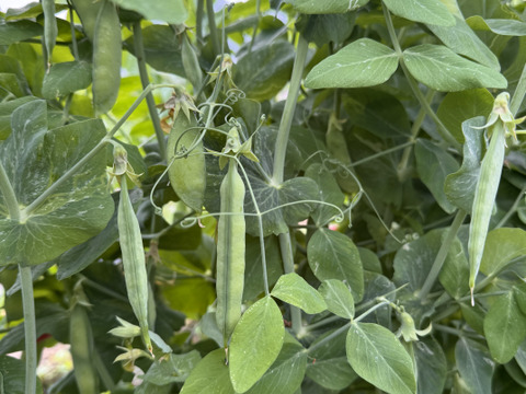 採れたてのウスイ実えんどう‼️1kg入‼️