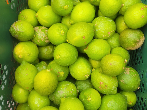 【特別栽培】和歌山県産　レモン2kg