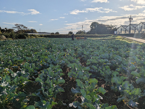 ２キロ入り小さいブロッコリー（５００グラム✕４袋✨️✨️）