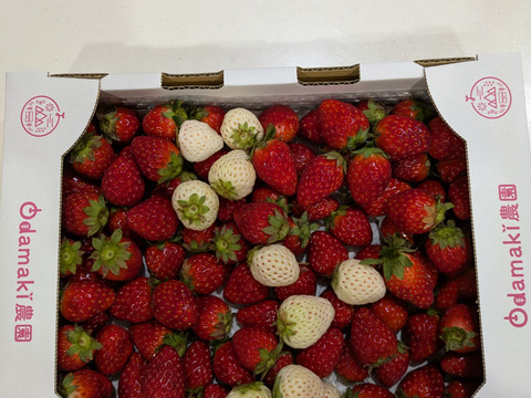 たっぷり！紅白いちご『古都華&天使のいちご』特別栽培農産物　1kg(1箱)　ジャムやジュースに！　朝採り！農薬削減栽培！