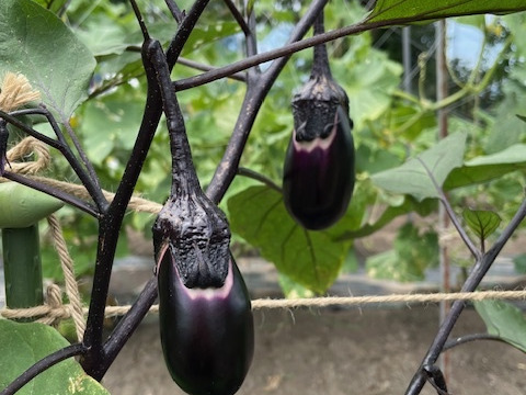 お米５kgとにんにく（白黒）＆季節野菜セット（旬枝豆）