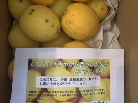 【C級品】さわやかな香りと酸味　エコレモン 3㎏【伊豆レモン】
