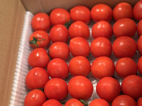 甘くて皮が薄くて食べやすい　福井県産ミディトマト『越のルビー』1Kg！約　1100g入り