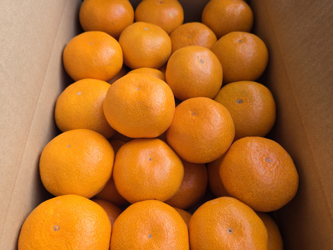 ★秀品！！　石地みかん　10kg　香川県産