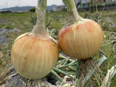 新タマネギ　人気品種・七宝　農薬不使用・化学肥料不使用　箱込み5kg