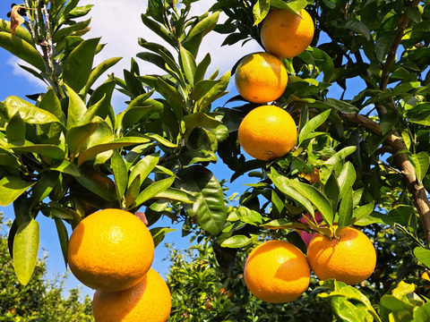 有機柑橘はるみ