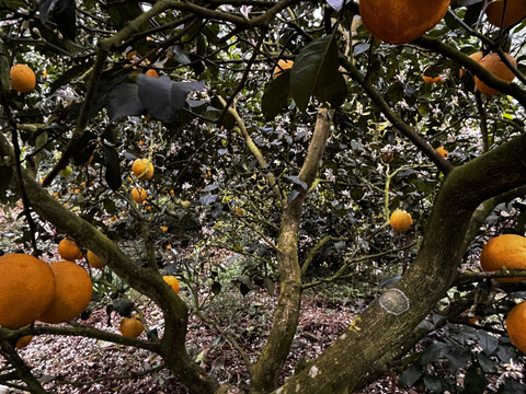 【当園お気に入り件数No1】西表島産 マイヤーレモン(5kg)