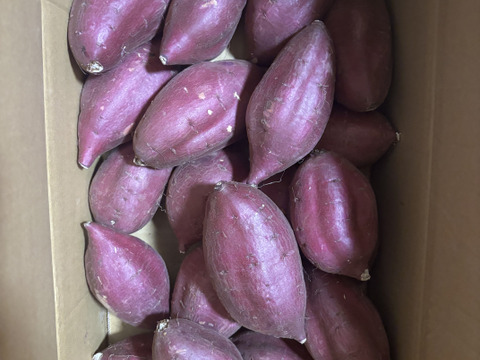 【新芋】シルクスイート　丸Mサイズ　5kg さつまいも