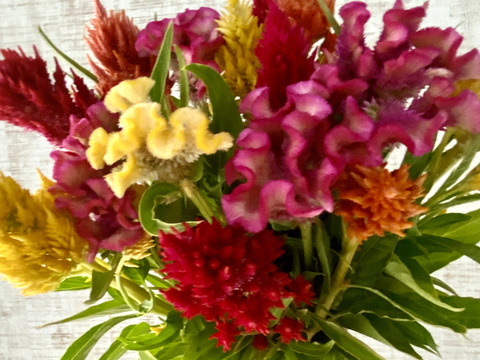 【うー様専用ページ  】クール便、人気あり！【ビビッドに楽しむ夏の花ケイトウ30本！】プレゼントOK!花農家から直送！暑さに強く、炎のような形や色とりどりの花姿が、見るだけで元気とパワーをくれます！