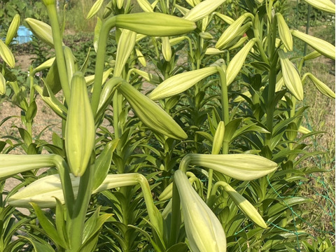 【5本、40㎝】大人可愛いユリ（つぼみ）