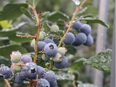 大きく食べやすい！ブルーベリー『品種ミックス』