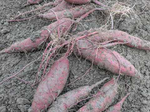 【季節限定】鮮やかな紫色！紫芋（あやむらさき）4.9kg