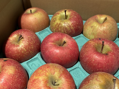 2025年産【家庭用】サンふじ 約5kg 12-23玉 超定番のりんごの王様  11月下旬以降発送予定 長野県産#NAF0B050