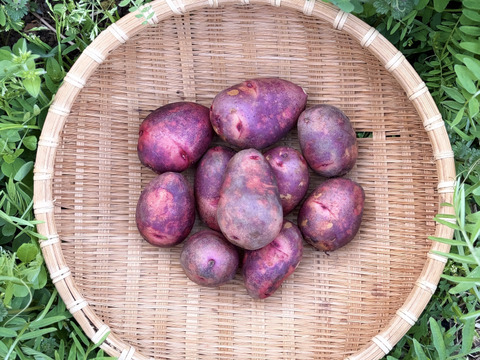 グラウンドペチカ｜ほくほく甘い 島育ちのじゃがいも 五島産 ２kg