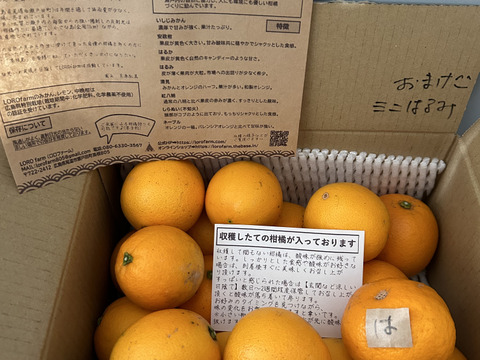 【小玉】華やかな香りとはっきりとした味わい！ミニネーブルオレンジ【ご家庭用/約2kg】