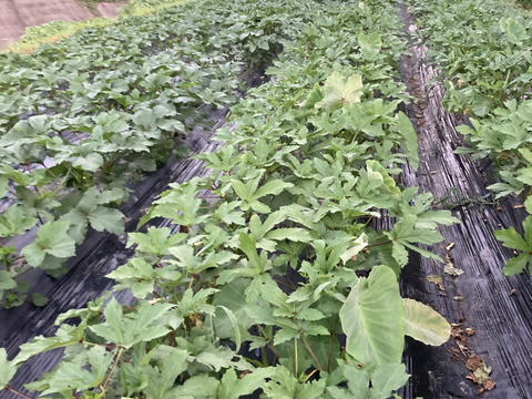 長くても柔らかいテリーヌオクラ５００ｇ