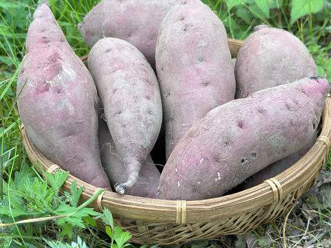 【農薬化学肥料不使用】一カ月熟成ねっとり紅はるか・皮までおいしい 2キロ