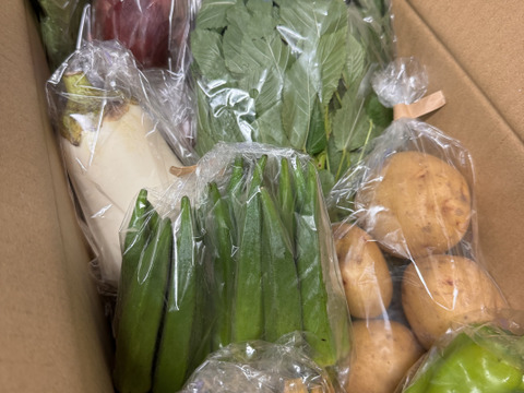 Mサイズ ＊旬野菜セット(約8~9品)【農薬：栽培期間中不使用
