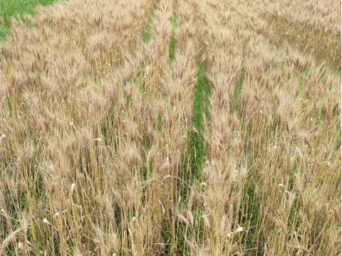 香り豊か！【自然栽培】パン用小麦粉『ミナミノカオリ』（800g）