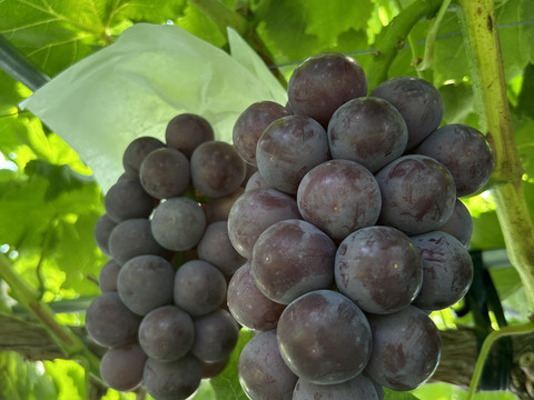 【家庭用】即発送！７月末発送 果汁たっぷり！あづましずく1kg2~3房