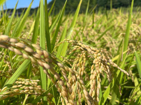 【令和7年新米】つやつや❗️もっちもち‼️福岡のお米 新米夢つくし（2kg)