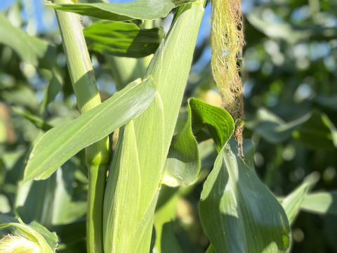 2025年【9月】発送　生も旨い！サニーショコラ【規格外】