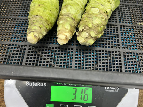 【産地直送4月21日収穫分】創業125年安曇野の湧水育ち。安曇野産本生わさび。貴重な大サイズ３００ｇ。新品種。