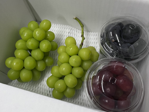 ご家庭用お試し【限定５０セット】！山梨県産『シャインマスカット約400ｇ×2房』『厳選粒々ブドウ２種×300ｇ以上』合計1.4kg
