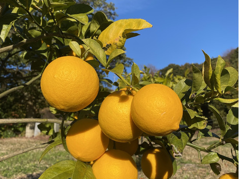 果汁たっぷり淡路島産マイヤーレモン1kg（サイズ不揃い）