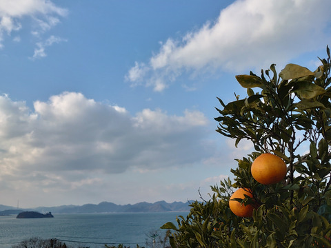 瀬戸田発！農薬・肥料不使用　自然の味わいがジューシーなプリンス清見（2kg）