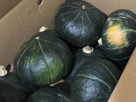 【訳あり】ホクホクがたまらない♪三右エ門栗かぼちゃ 10㎏【化学肥料不使用】