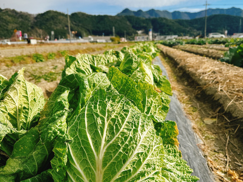 【新商品‼️白菜2玉入り‼️】白菜を箱いっぱいにしてお届け。