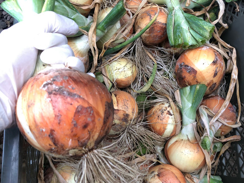 2kg【固定種の旨み玉ねぎ】農薬不使用🧅野菜　自然の甘味！