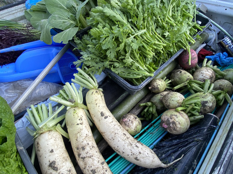カラダが喜ぶ!!旬のお野菜セット7~8種類【おまかせ60】