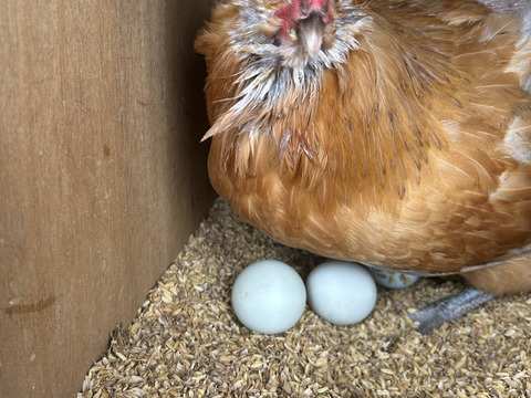 うむつきの卵  アローカナ6個入り2パック