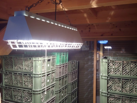 甘～いさつまいも　キングサイズ紅はるか🍠　約６㎏