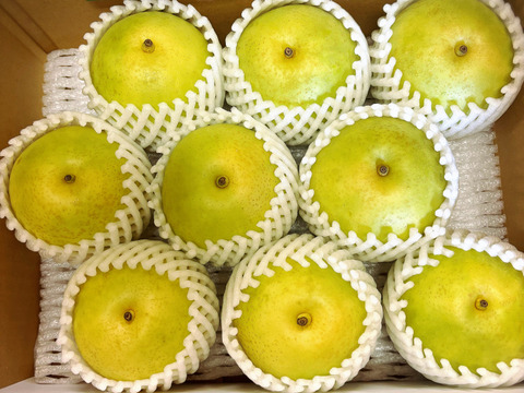 【とにかくシャキシャキ‼️】ゴールド二十世紀梨✨️爽やかな甘みとシャキシャキジューシーで日持ち良し‼️良品約2.3kg(小玉8~9個入)✨️ご家庭用にどうぞ😊