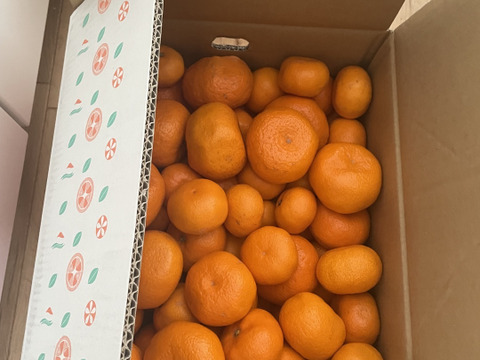 今季最終販売!!【訳あり10kg】寿太郎みかん　お家用　早いものがち！！