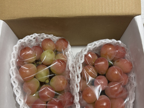 【ご自宅用】サンシャインレッド、2房｜FUJIKAWA GRAPES｜ぶどう王国・山梨が贈る、宝石のような果実