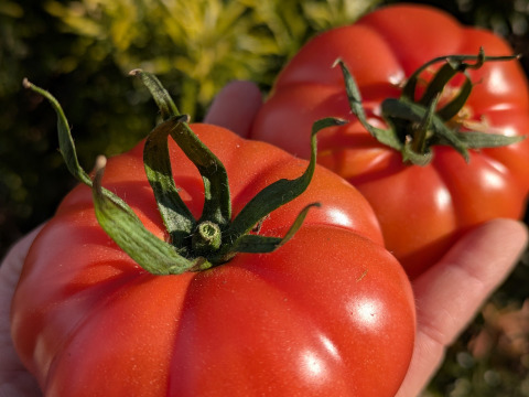 【完熟】あいちの伝統野菜『ファーストトマト』2箱約2kg