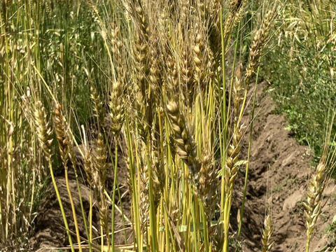 小麦で作った薄力小麦粉2kg 桜島の大自然の恵み 栽培期間中、農薬肥料不使用