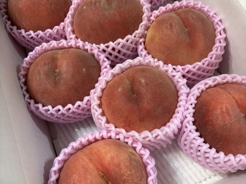 🍑桃の王様 川中島白桃 約3kg 8～14玉 8月下旬 採れたて農家直送【朝