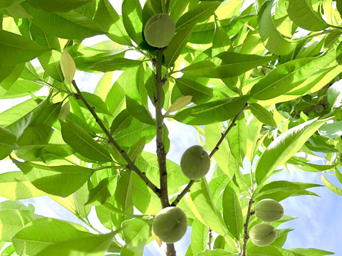 桃　なつっこ　良品　約2kg 長野県産