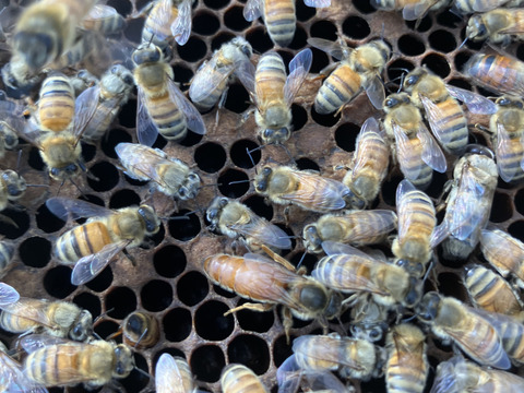 やさしい甘さの百花蜜（500g）
2025年産
